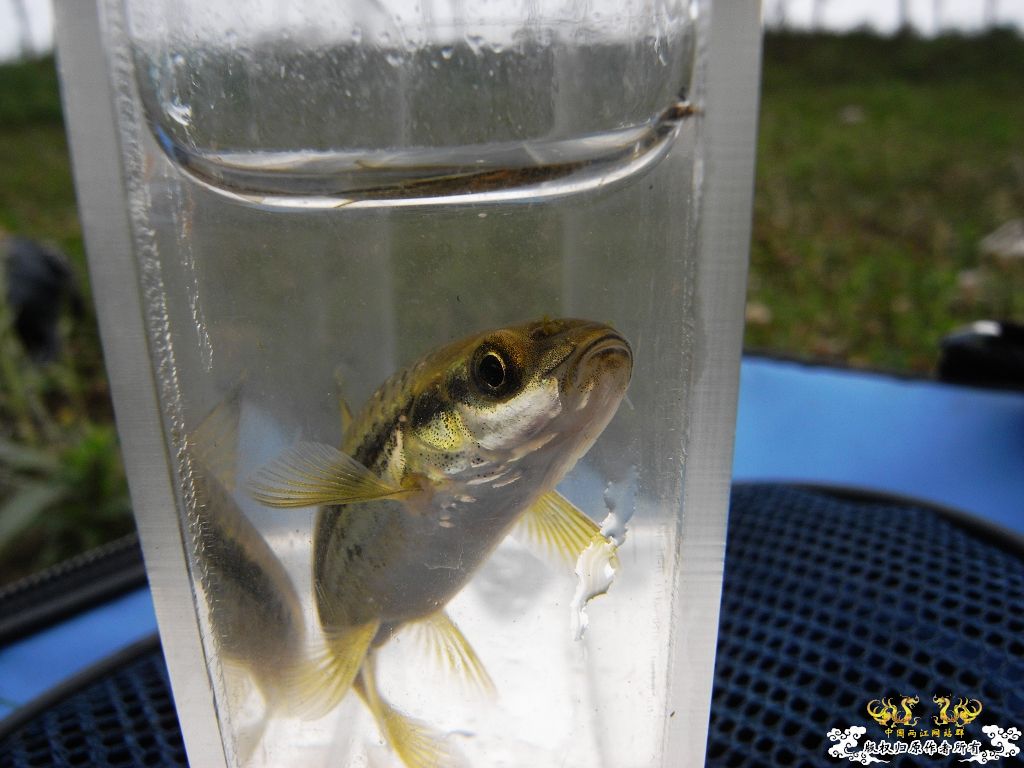 本周野采收获，帮忙认鱼