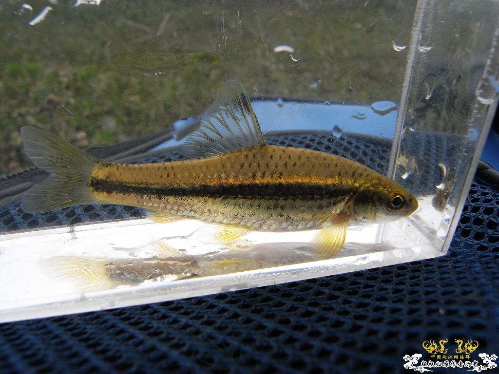 本周野采收获，帮忙认鱼