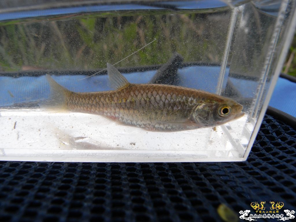 本周野采收获，帮忙认鱼