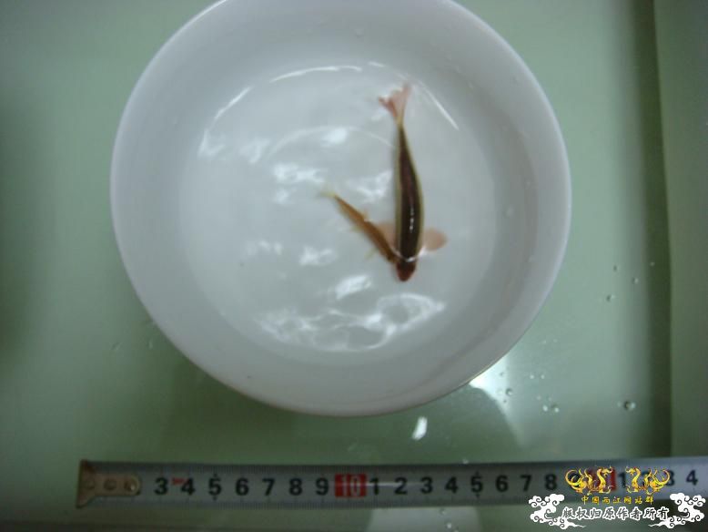 最大小鳈和最小小鳈