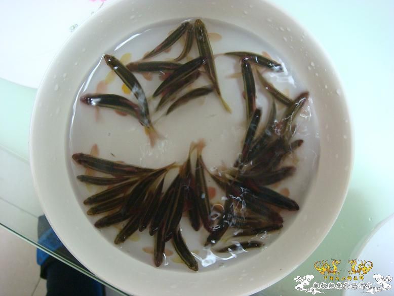 最大小鳈和最小小鳈