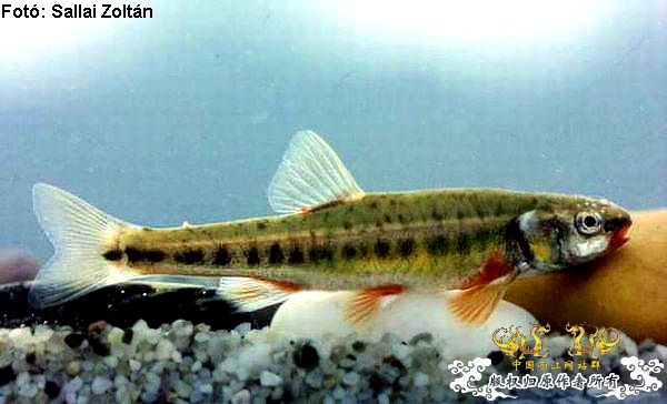 5月24的野才收获