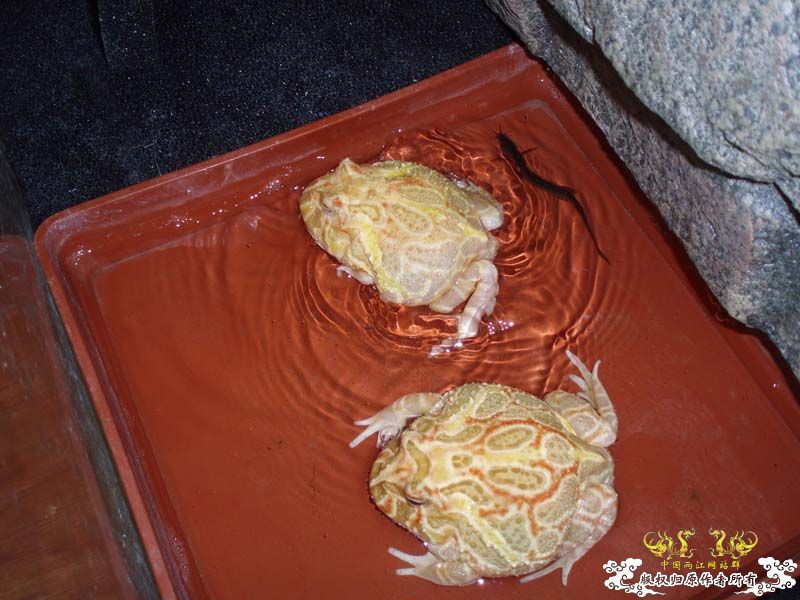 自家小角蛙