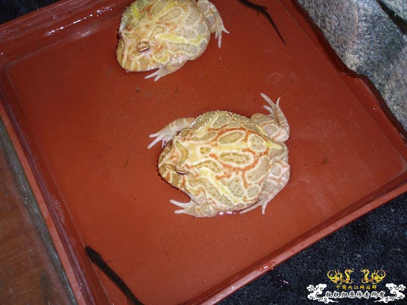 自家小角蛙