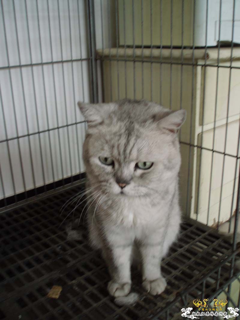 [原创]发发叔叔家狗场