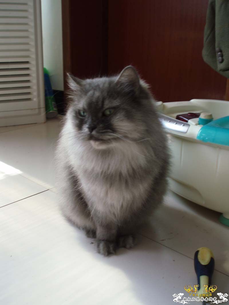 [原创]发发叔叔家狗场