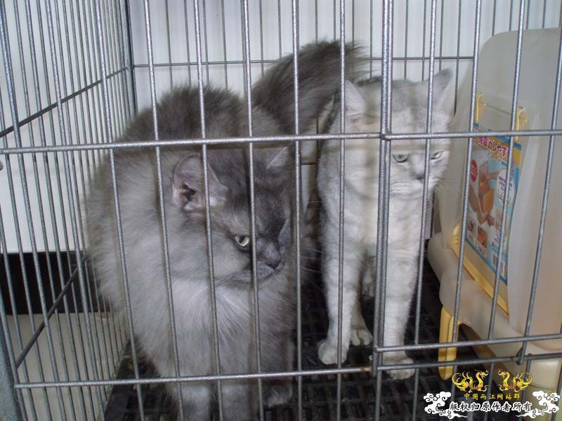 [原创]发发叔叔家狗场