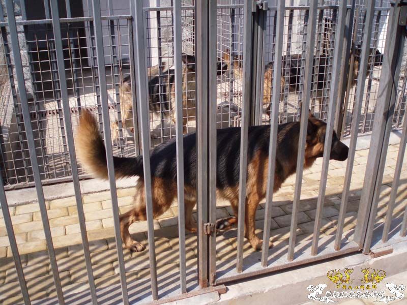 [原创]发发叔叔家狗场