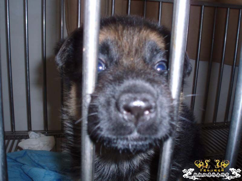 [原创]发发叔叔家狗场