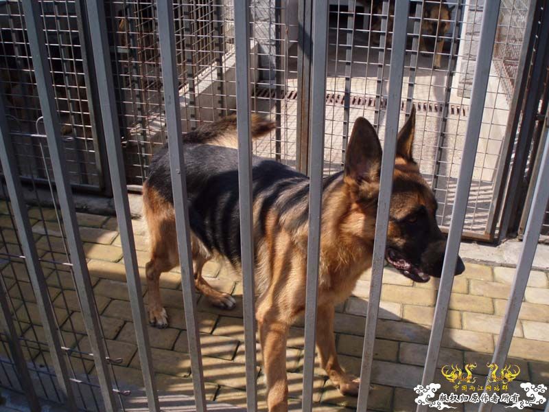 [原创]发发叔叔家狗场