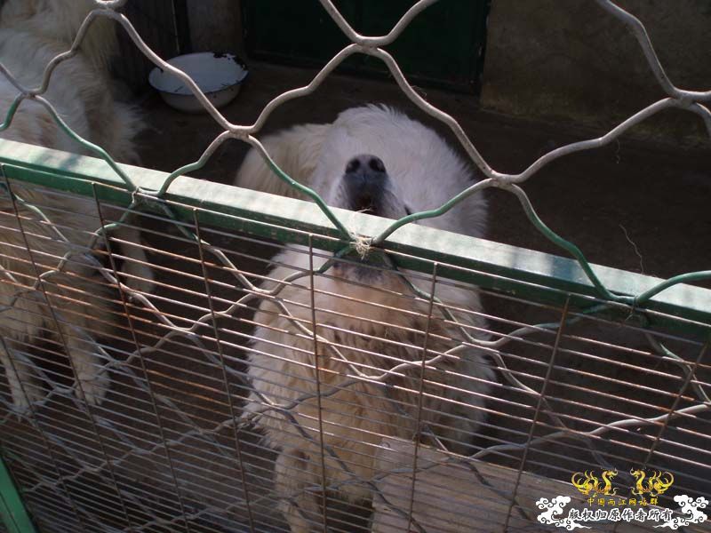 [原创]发发叔叔家狗场