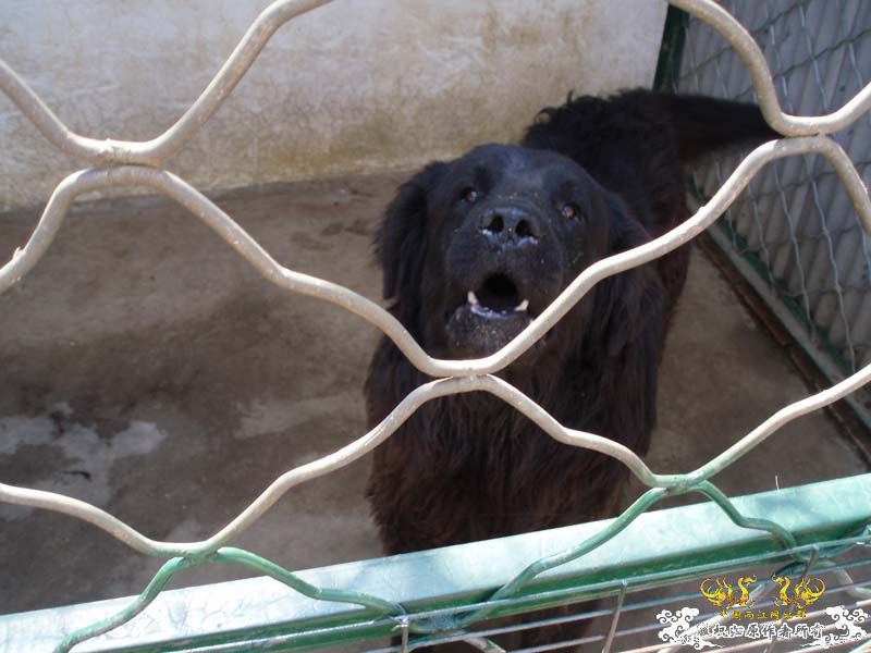 [原创]发发叔叔家狗场