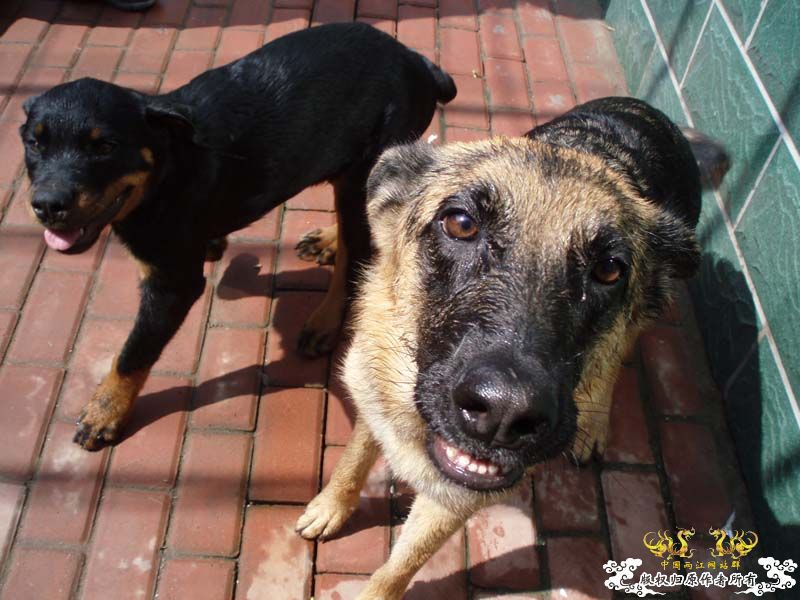 [原创]发发叔叔家狗场