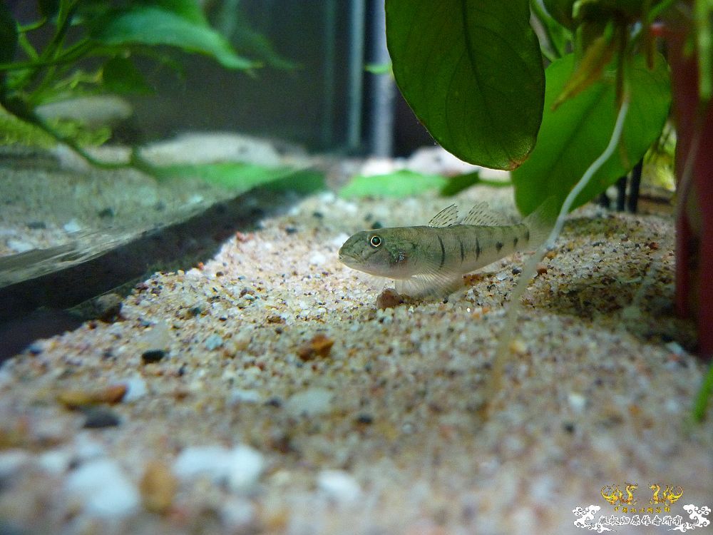 新种虾虎