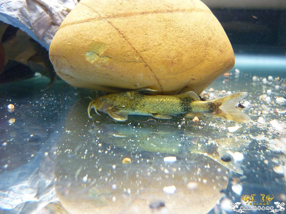 新种虾虎