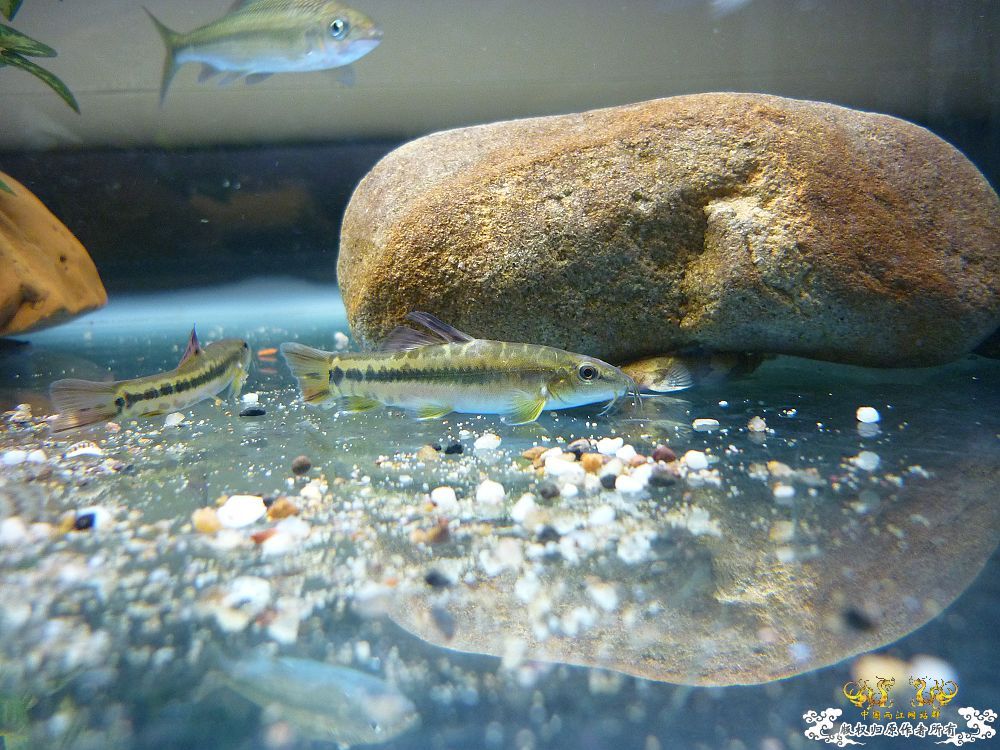 新种虾虎
