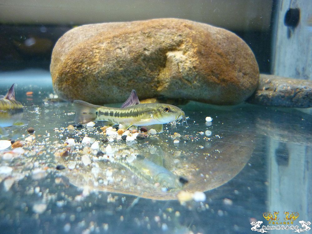 新种虾虎