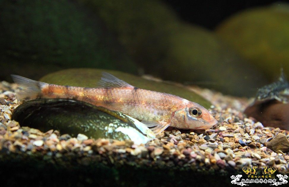 海南鳅鮀
