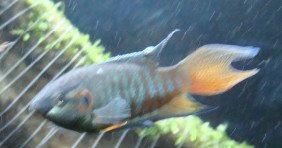 [讨论][求助]我的国斗长什么了？