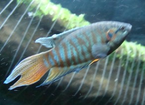 [讨论][求助]我的国斗长什么了？