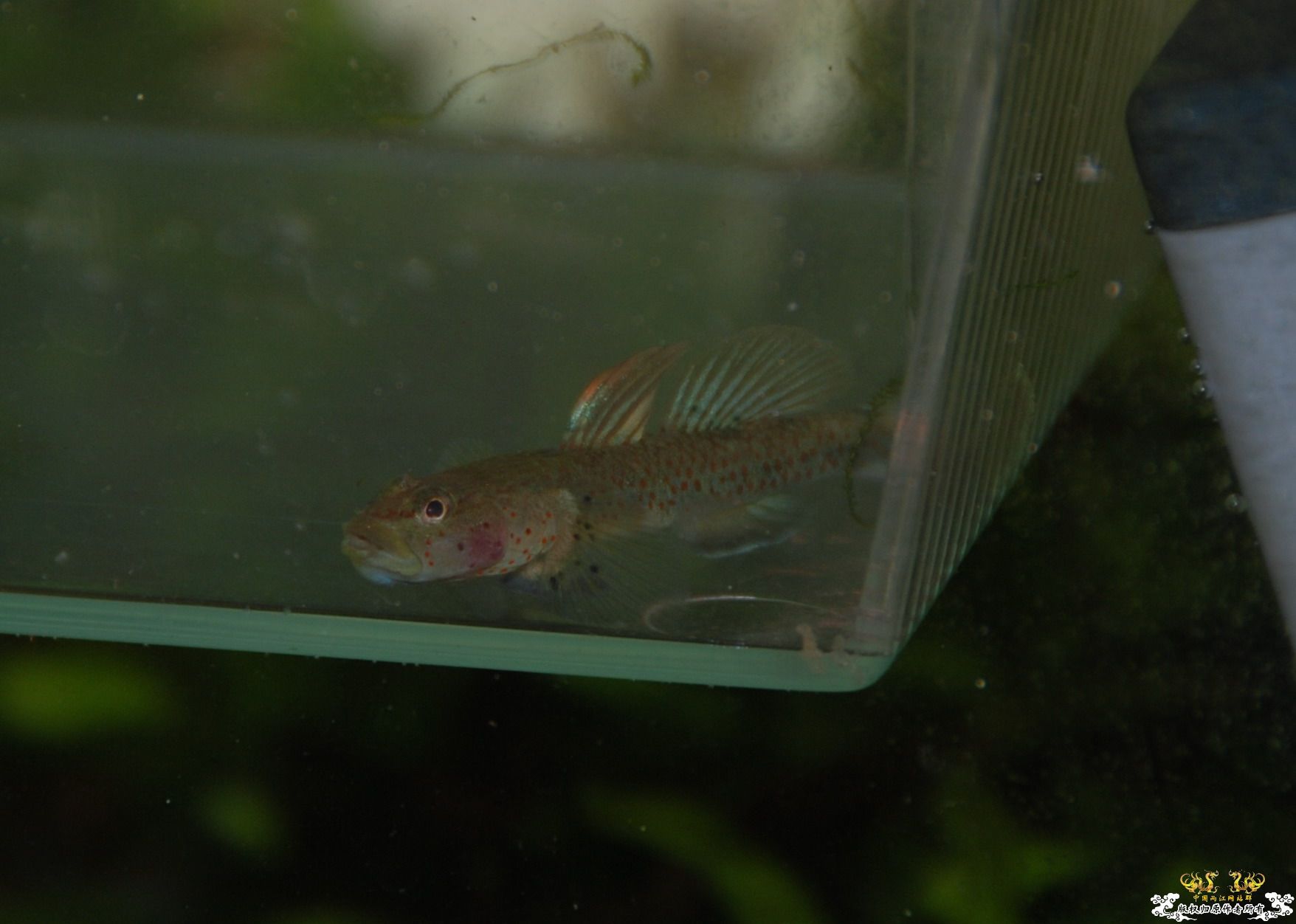 浙江丽水野采收获