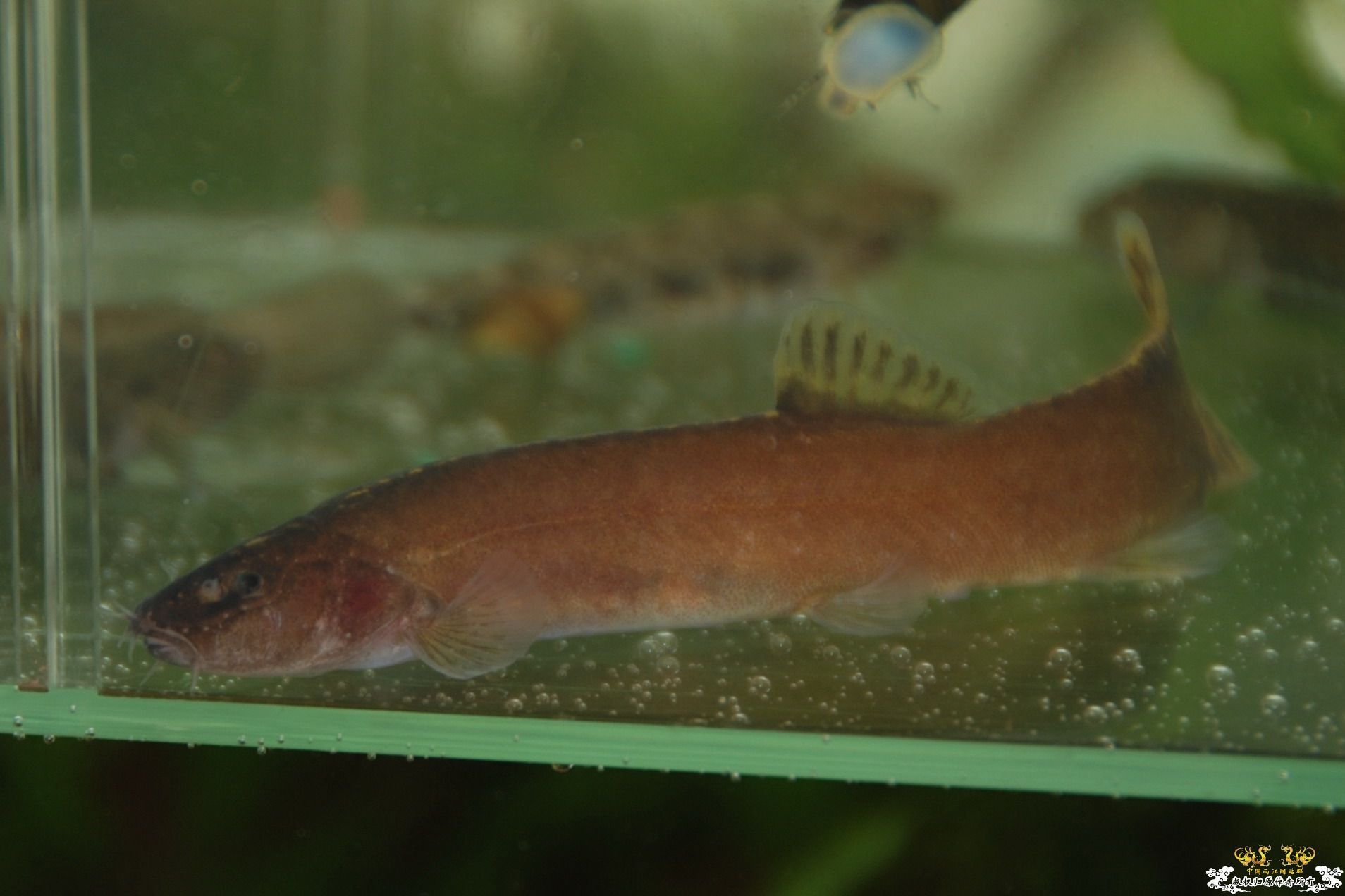 浙江丽水野采收获