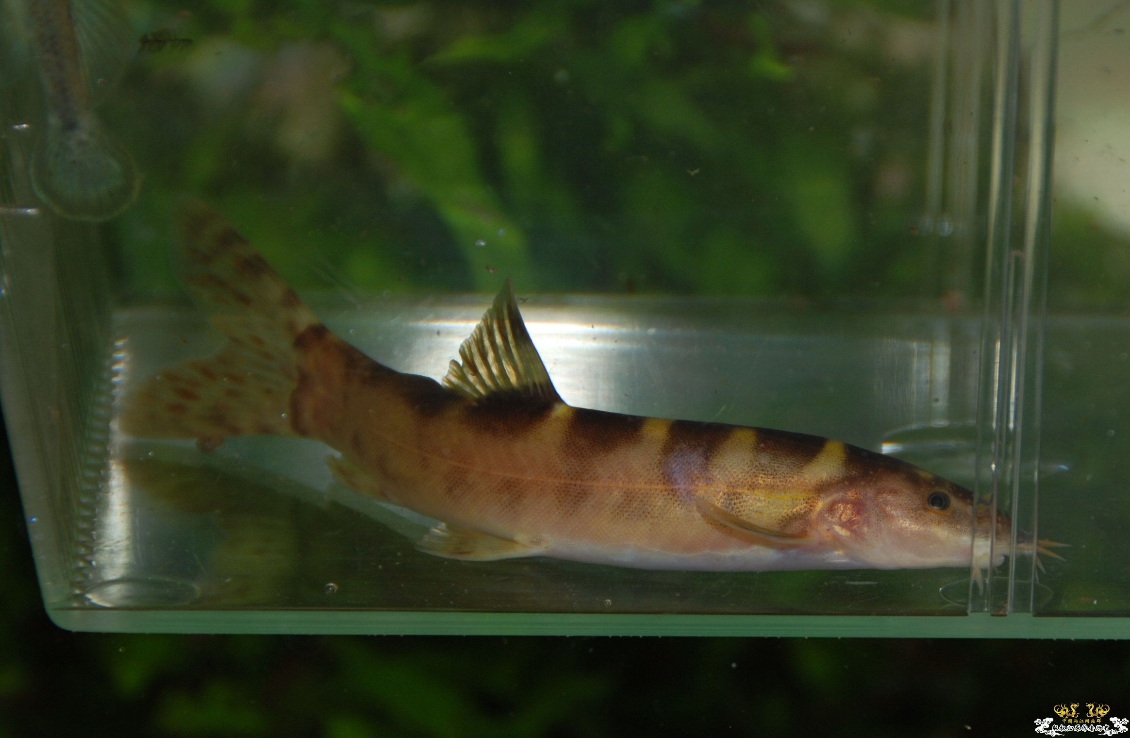 浙江丽水野采收获