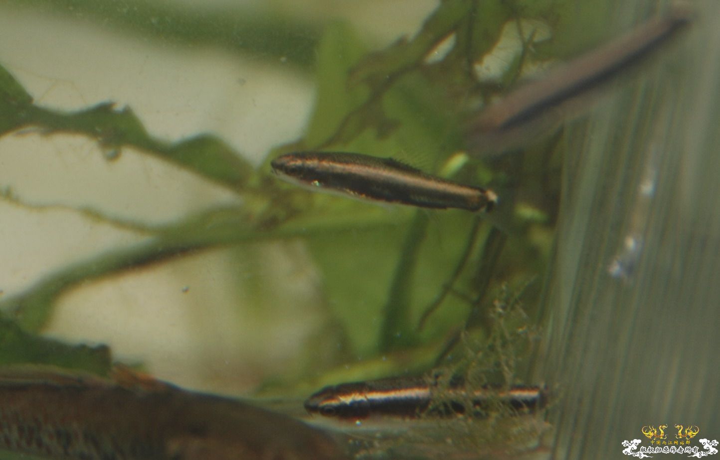 浙江丽水野采收获