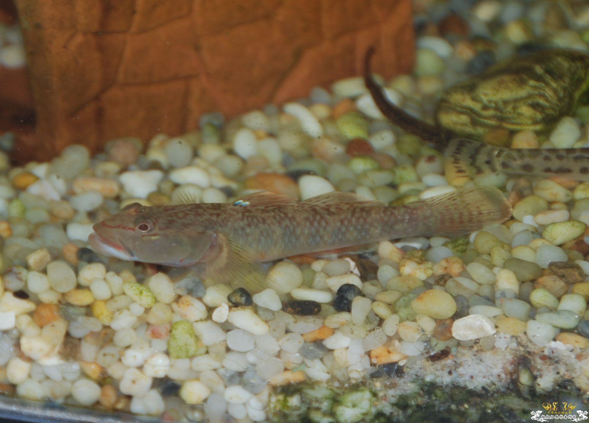 浙江丽水野采收获