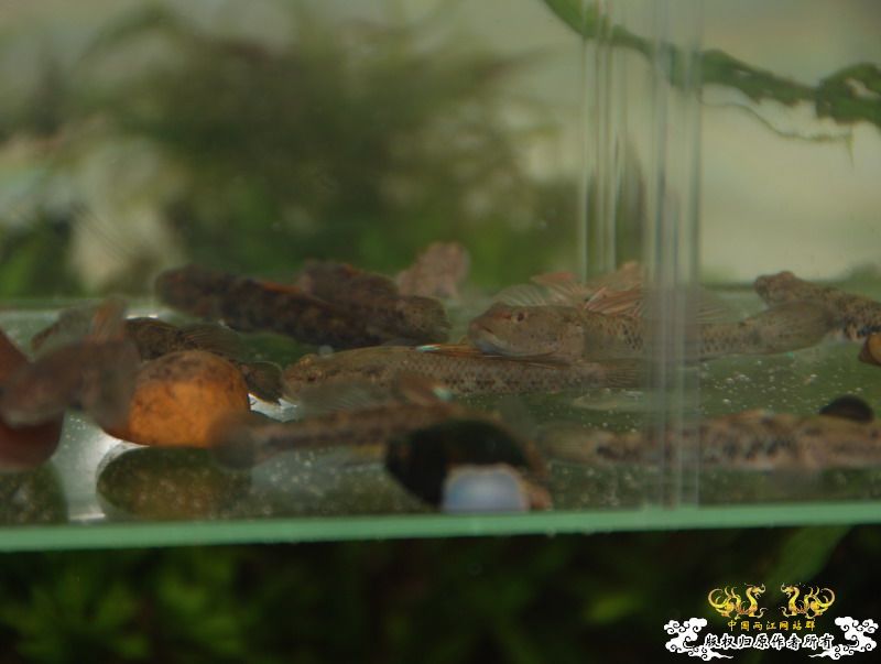 浙江丽水野采收获