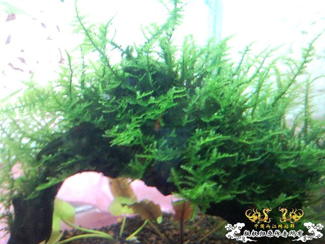 30小缸 状态不错