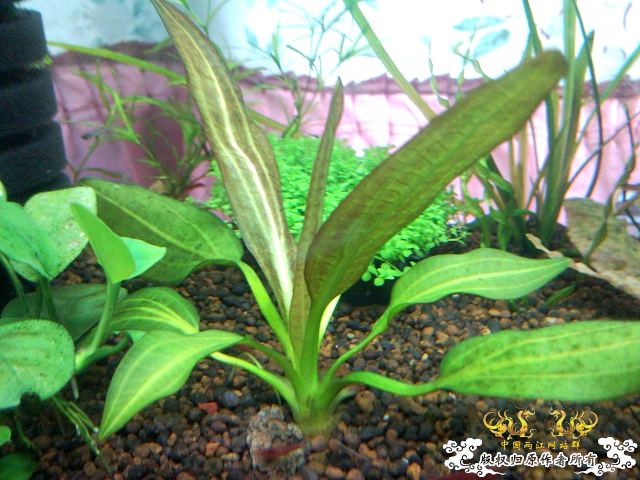 30小缸 状态不错