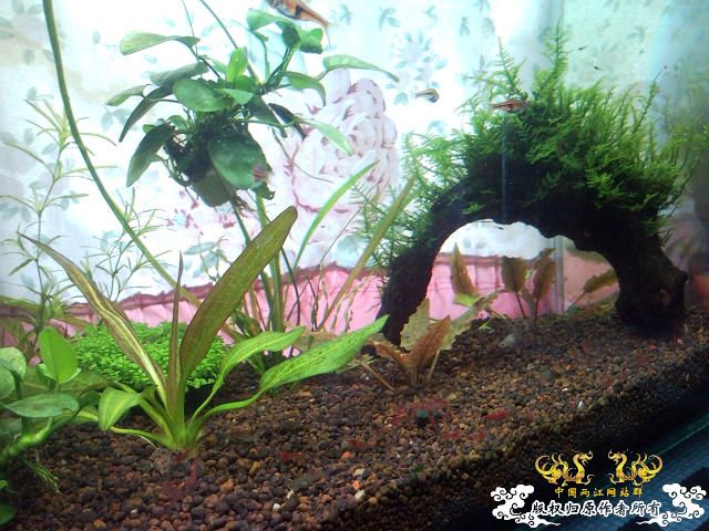 30小缸 状态不错