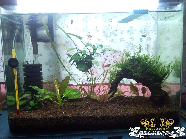 30小缸 状态不错
