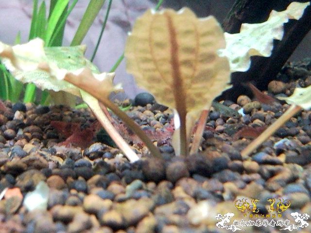 30小缸 状态不错