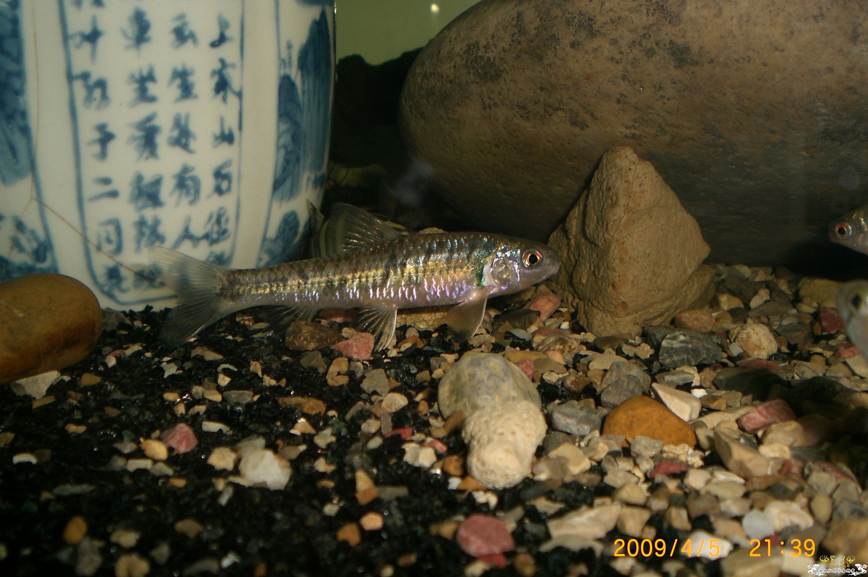 也发两条黑鳍鳈