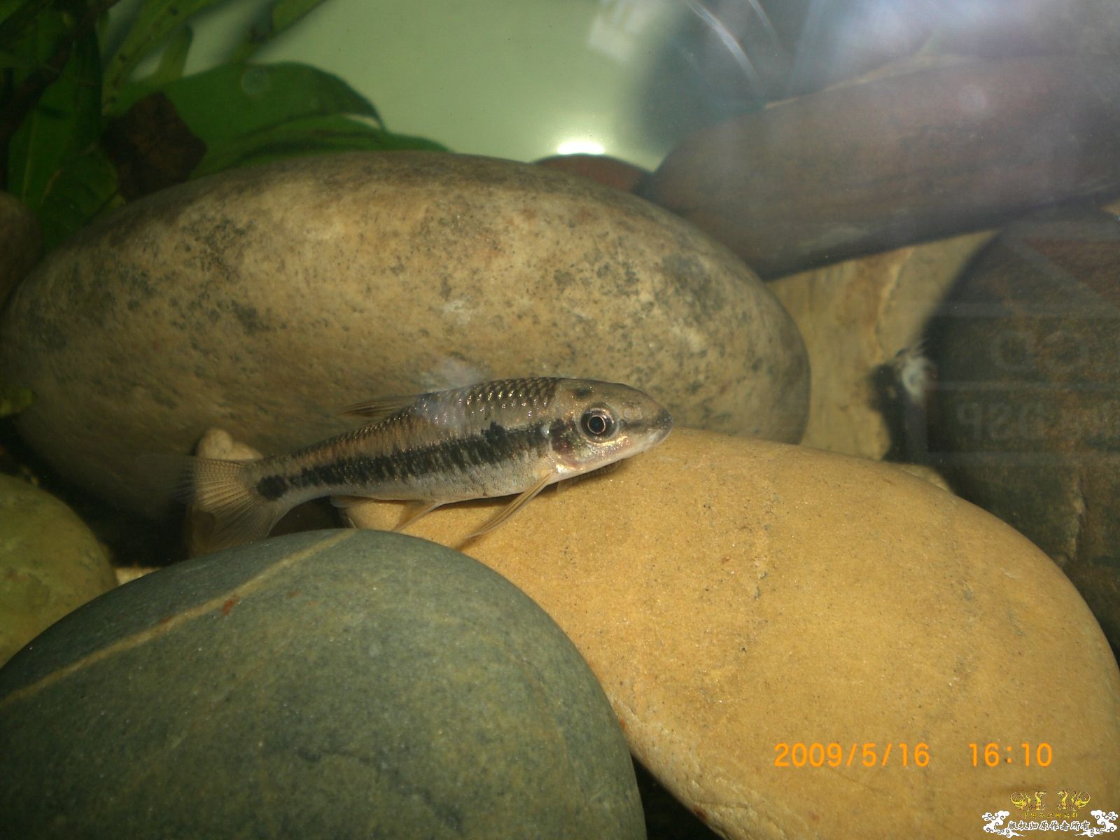 大家看看这是什么鱼呢？具体点的名字