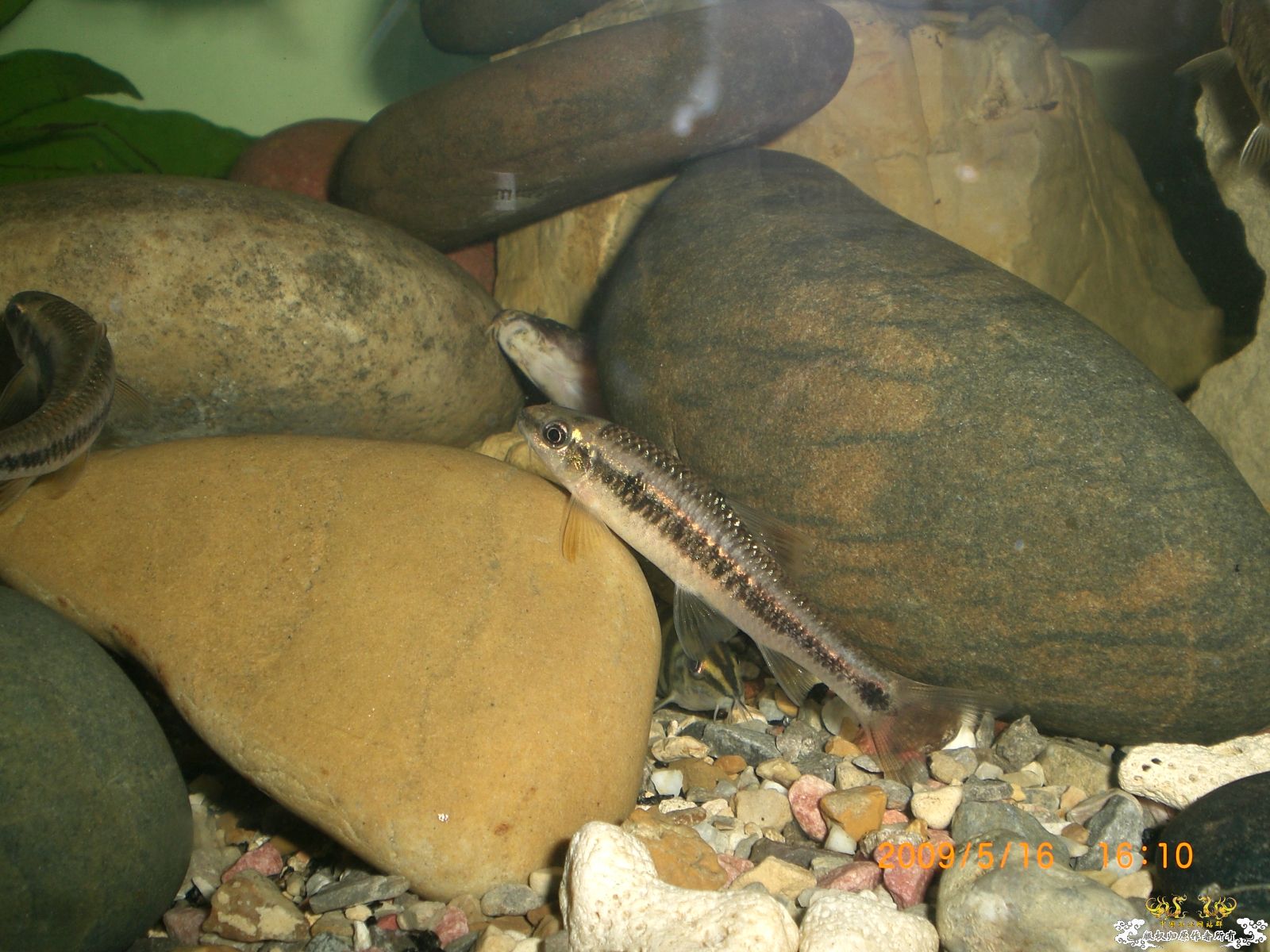 大家看看这是什么鱼呢？具体点的名字