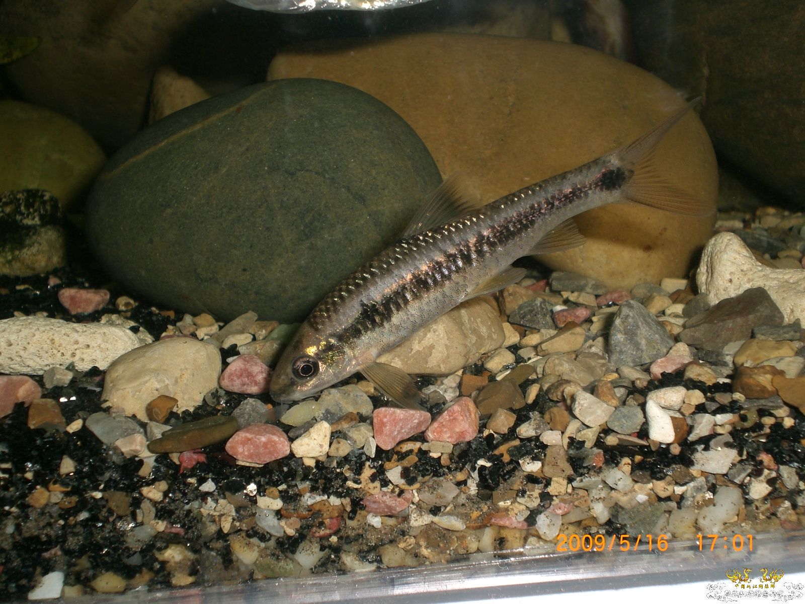 大家看看这是什么鱼呢？具体点的名字