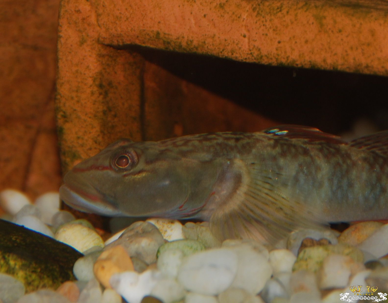 浙江丽水野采收获