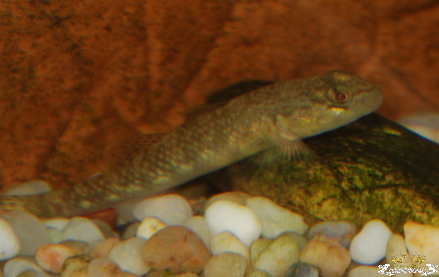 浙江丽水野采收获