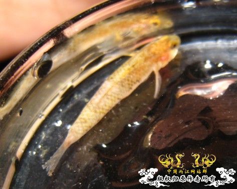 昨天去钓鱼~代价好大啊!!