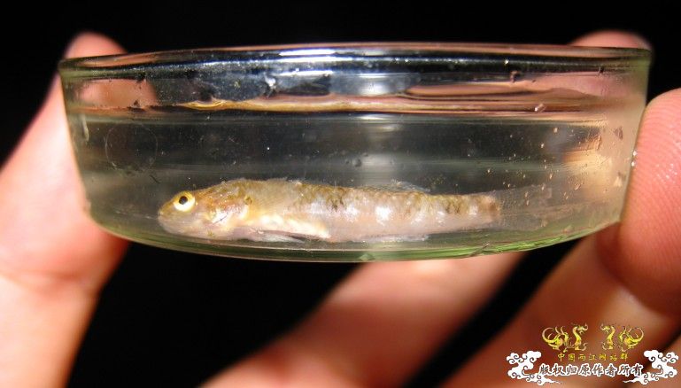 昨天去钓鱼~代价好大啊!!