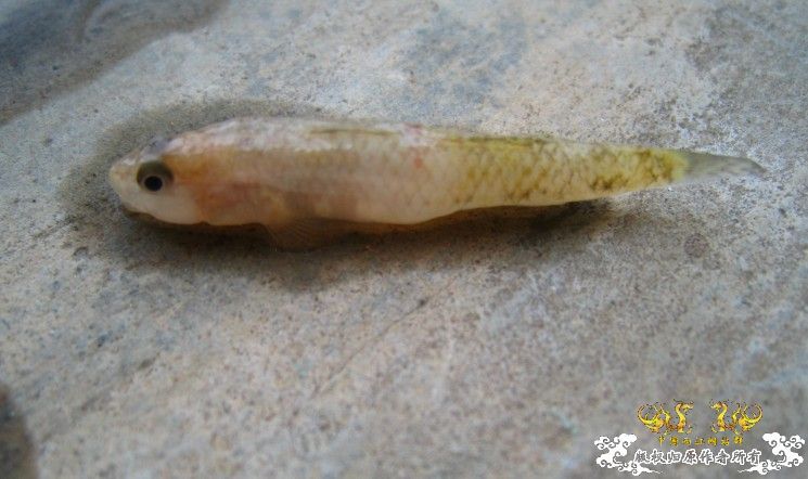 昨天去钓鱼~代价好大啊!!