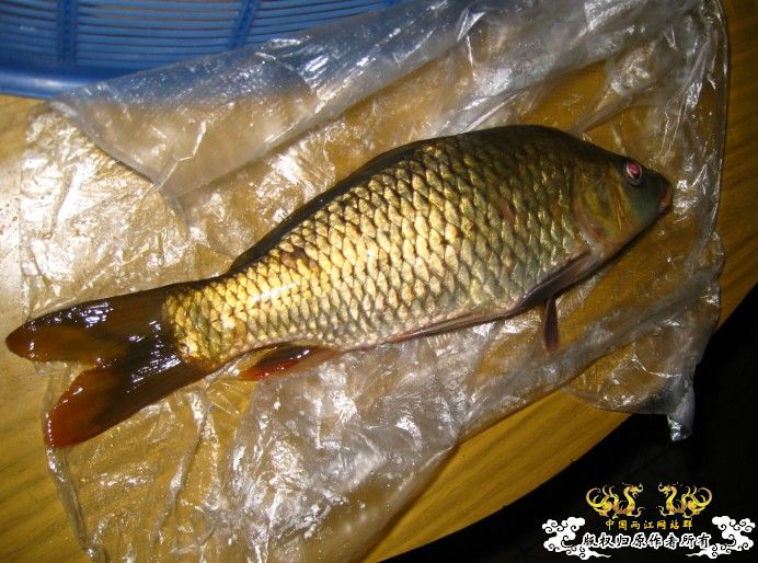 昨天去钓鱼~代价好大啊!!