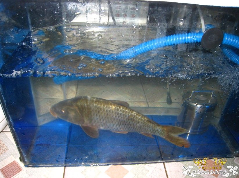 昨天去钓鱼~代价好大啊!!