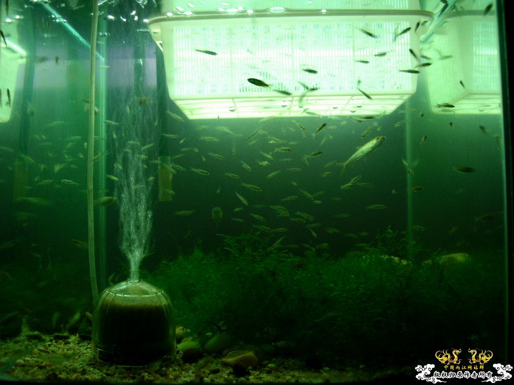 只有一张，鱤鱼