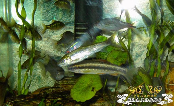 [原创]多鳞铲颌鱼