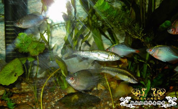 [原创]多鳞铲颌鱼