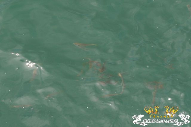 香港发现的鱼，我不太懂，一点也不认识！